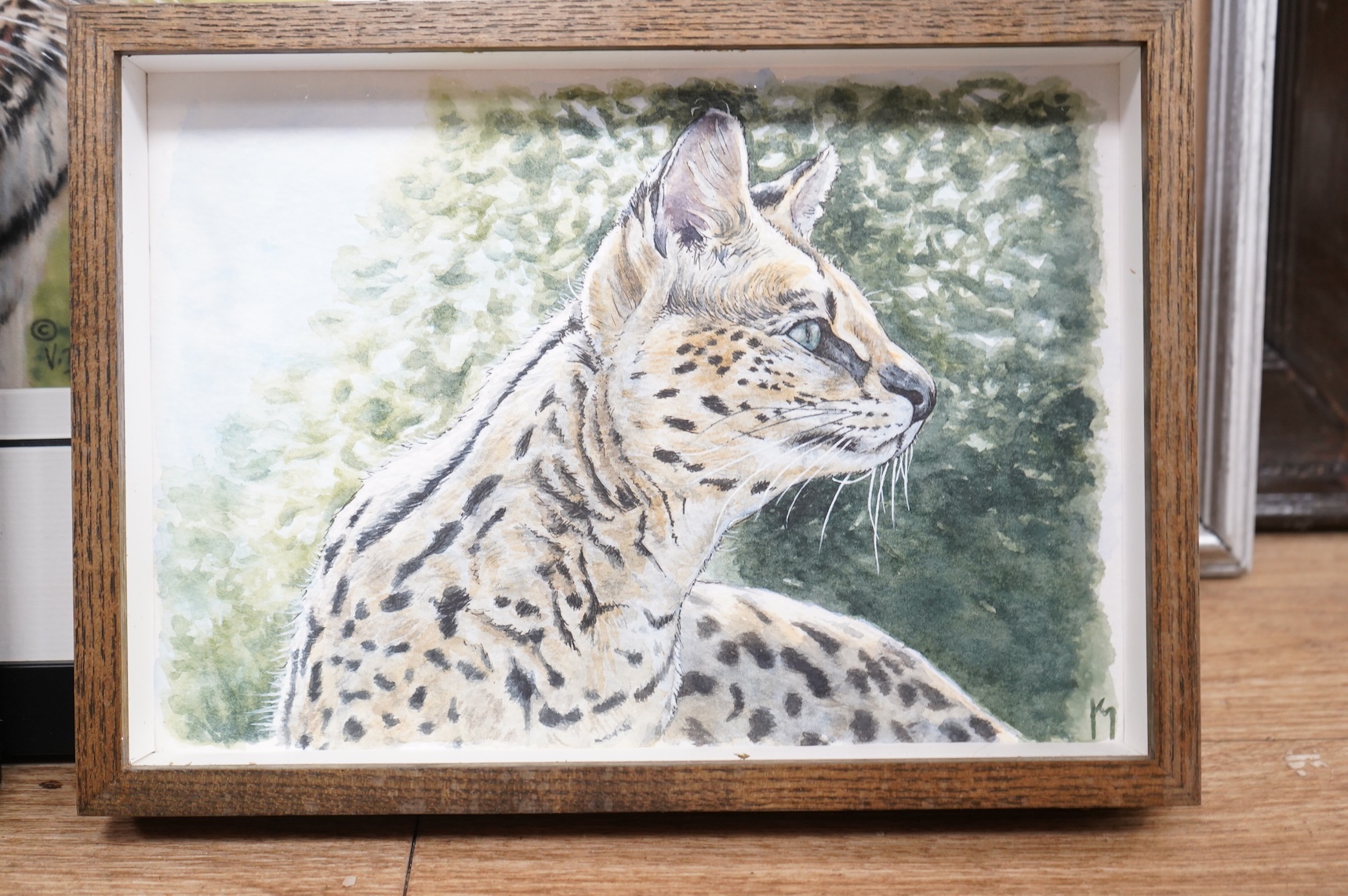 Kevin Mullins, Study of a Serval, watercolour on paper, monogrammed together with three other studies of big cats to include one by V. Beecham and one initialled BB, largest 36 x 19cm